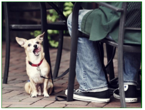 Dog on a leash under a table in an outdoor dining area